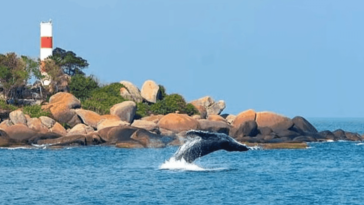 Salto de baleia jubarte no litoral de Ilhabela