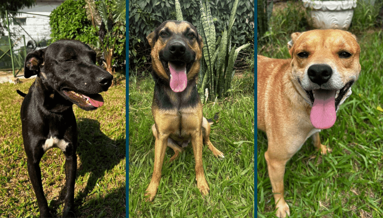 Cães estão disponíveis para adoção responsável durante o evento