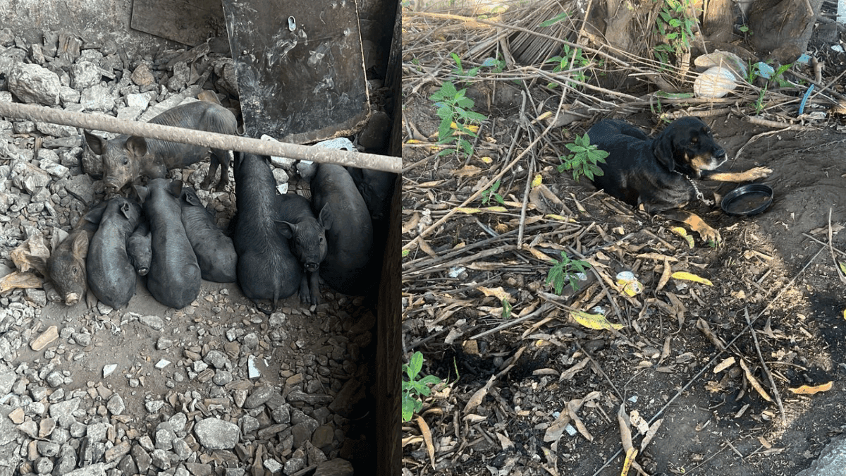 Polícia Ambiental resgata 29 suínos em Guaratinguetá