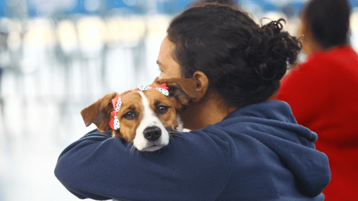 Prefeitura de SJCampos abre inscrições para castração de cães e gatos