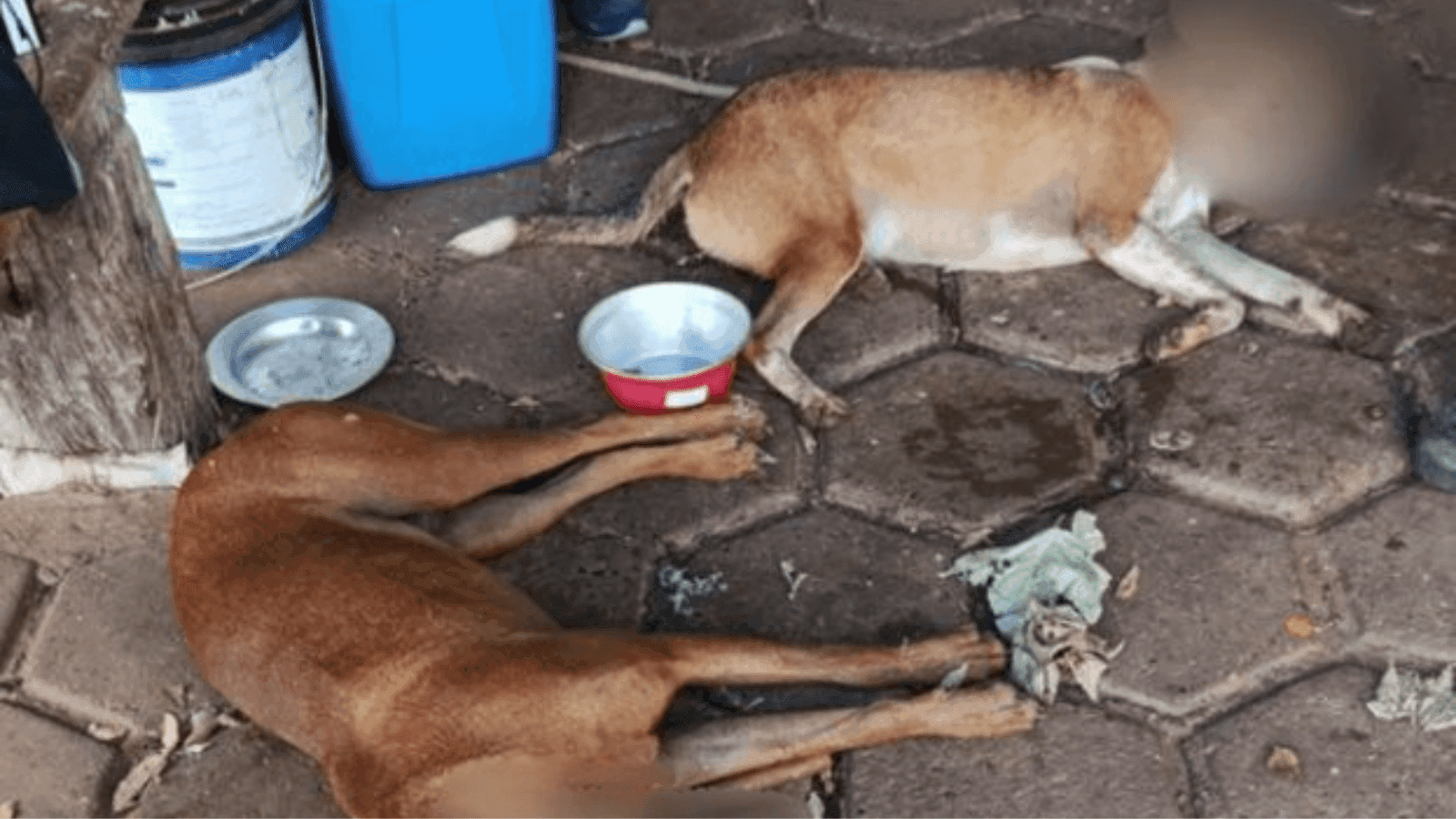 A polícia já confirmou que quatro animais foram envenenados