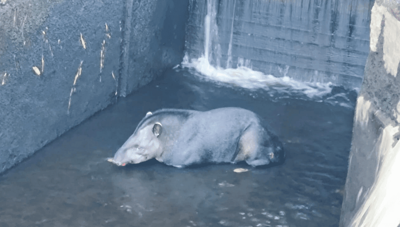 Anta foi avaliada por veterinários antes de ser devolvida ao habitat natural