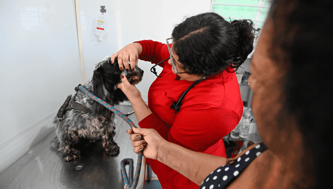Consultório Veterinário Móvel oferta atendimento gratuito a cães e gatos de Campinas
