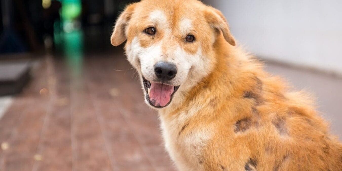 Dermatite atópica pode acometer mais de 8 milhões de cachorros brasileiros