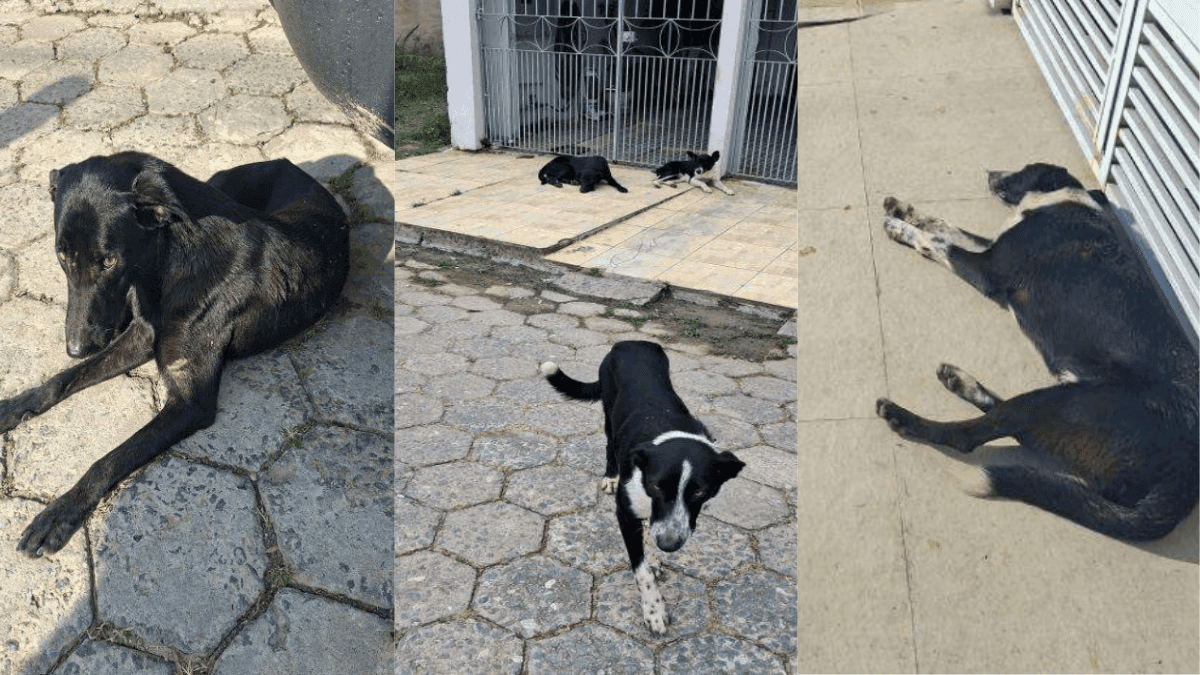 Maus tratos: três cães em estado de abandono são resgatados em Aparecida