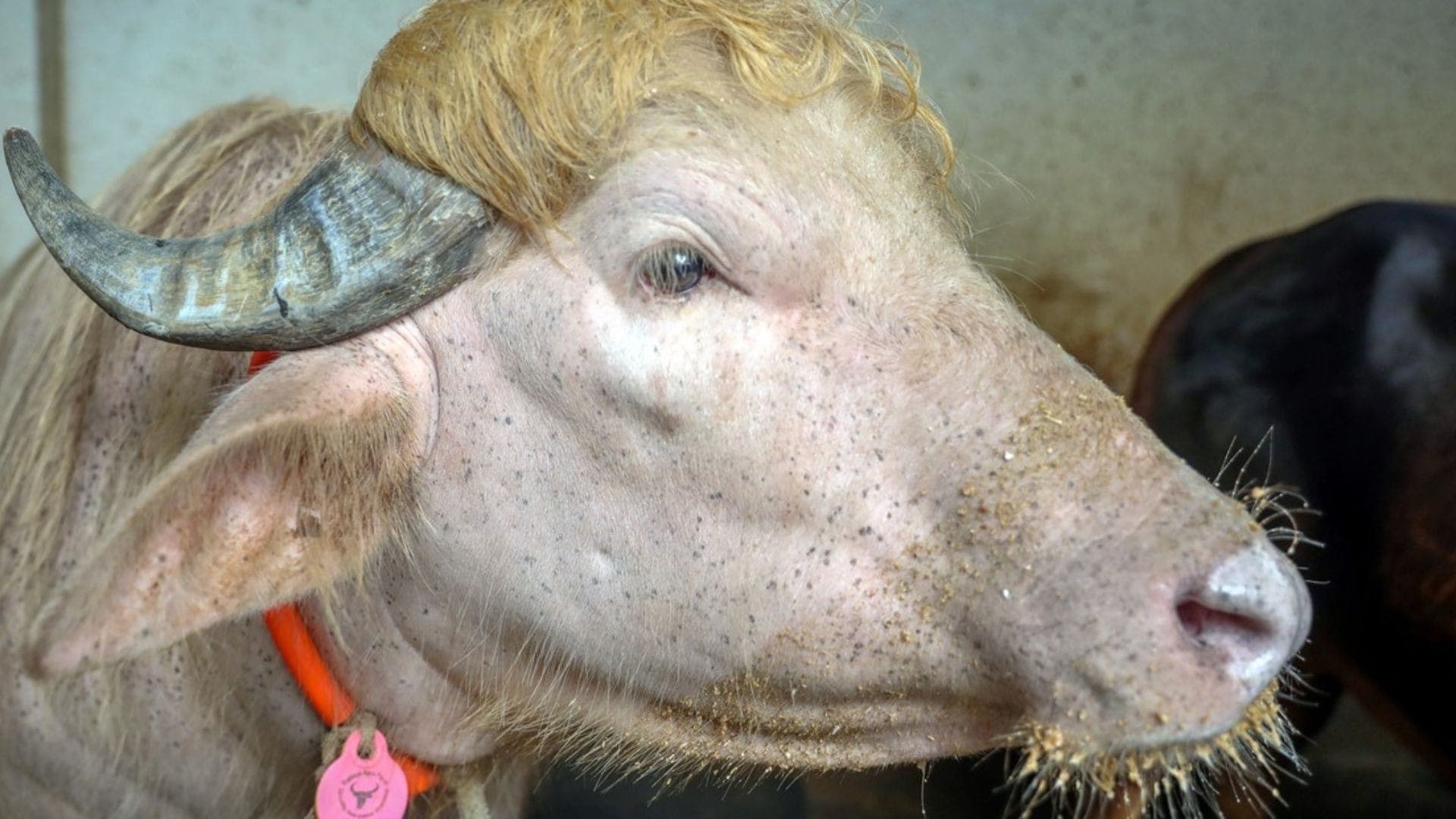 Búfalo albino Donald Trump ganhou este nome por ter o cabelo igual do presidente