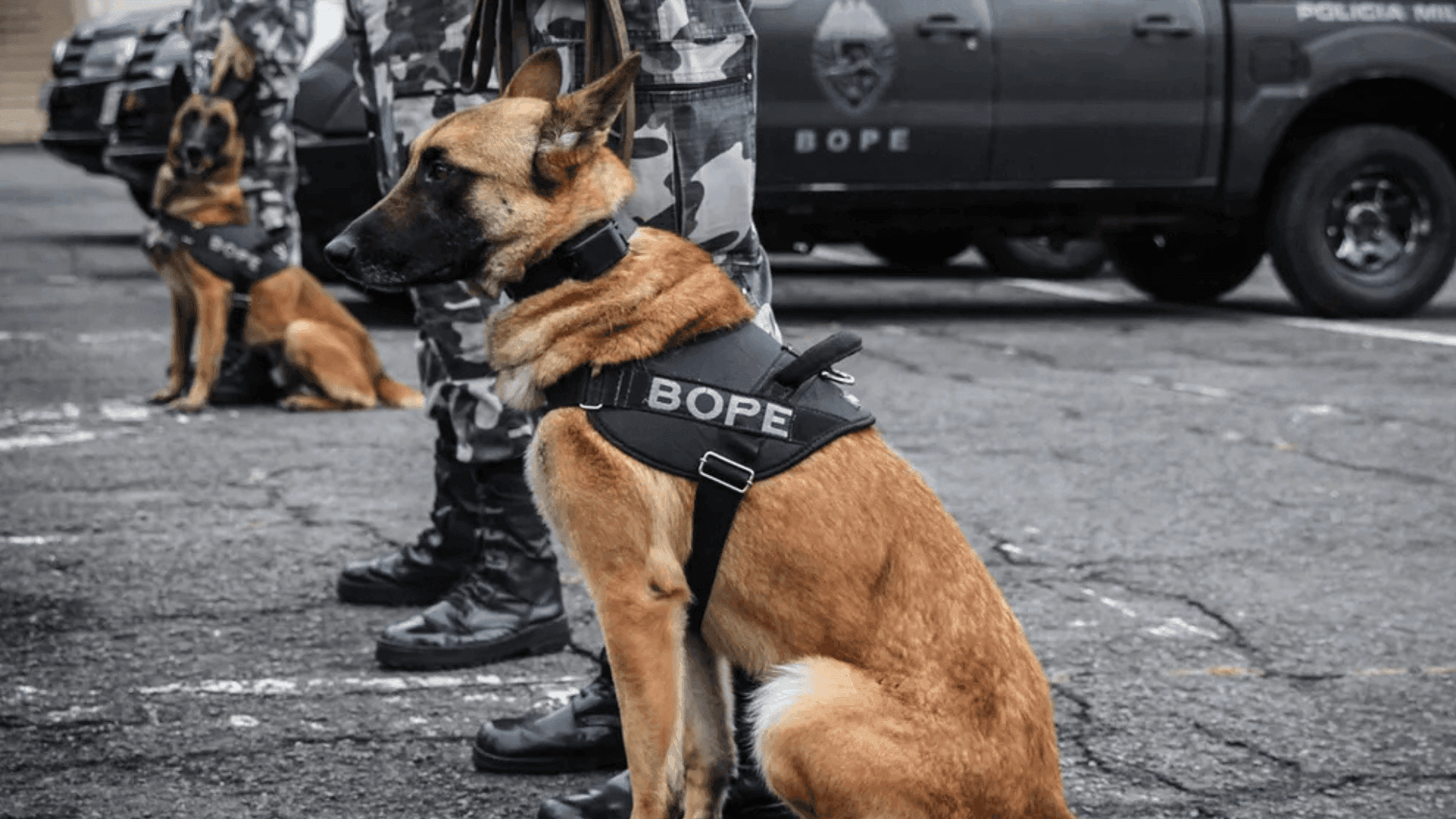 Paraná institui o Dia dos Cães Operacionais da Segurança Pública