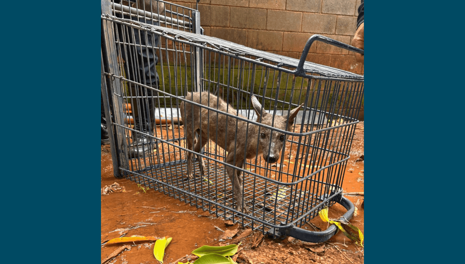 Animal foi resgatado com diversas feridas