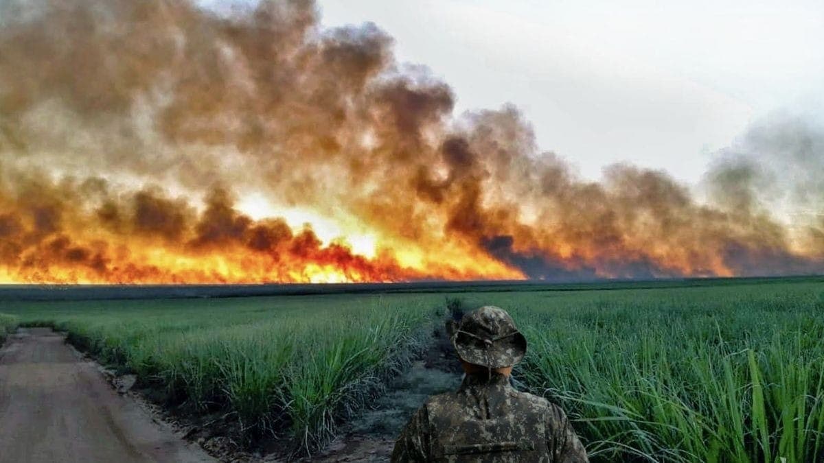 Incêndio florestal em São Paulo