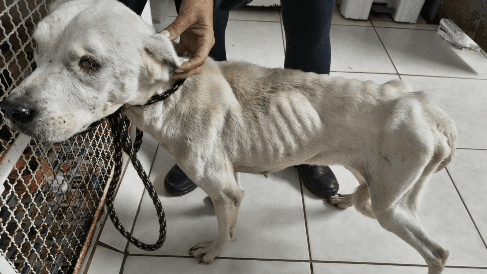 Uma cachorra foi encontrada desidratada e com carrapatos