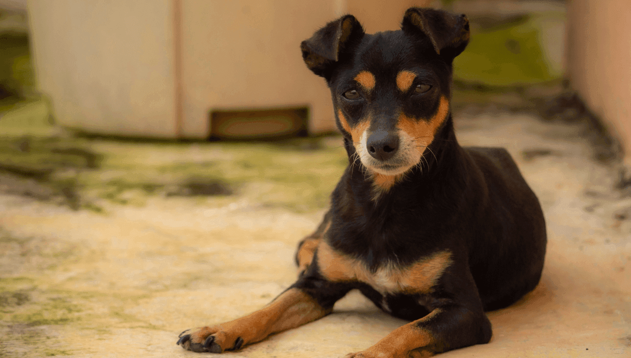 Animais precisam atender critérios de idade, peso e condições de saúde para participar