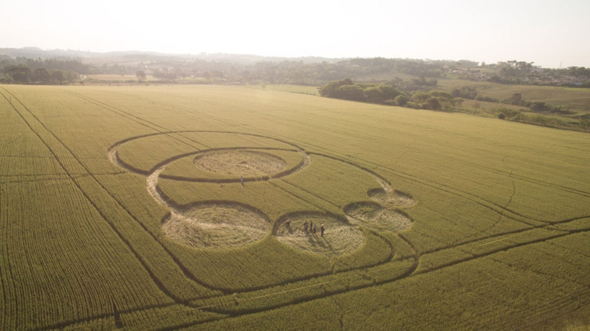 Círculos em plantação de trigo em Prudentópolis, em 2015