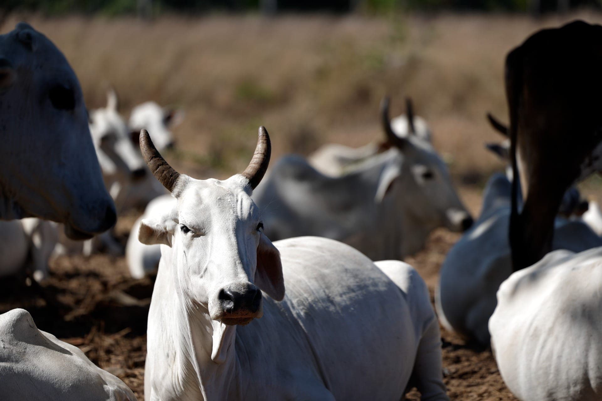 Cota institui 1,1 milhão de toneladas de carne bovina; exportações já atingiram 65%