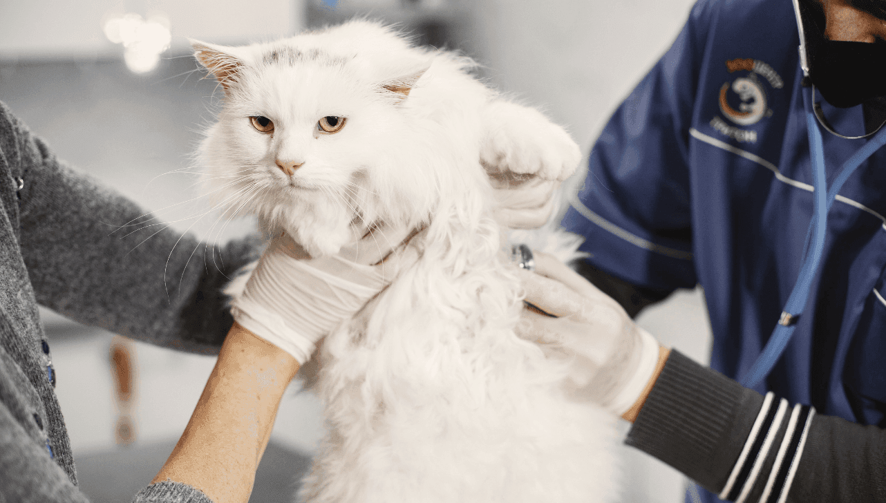 Mutirão abrange cães e gatos com idade entre seis meses e sete anos
