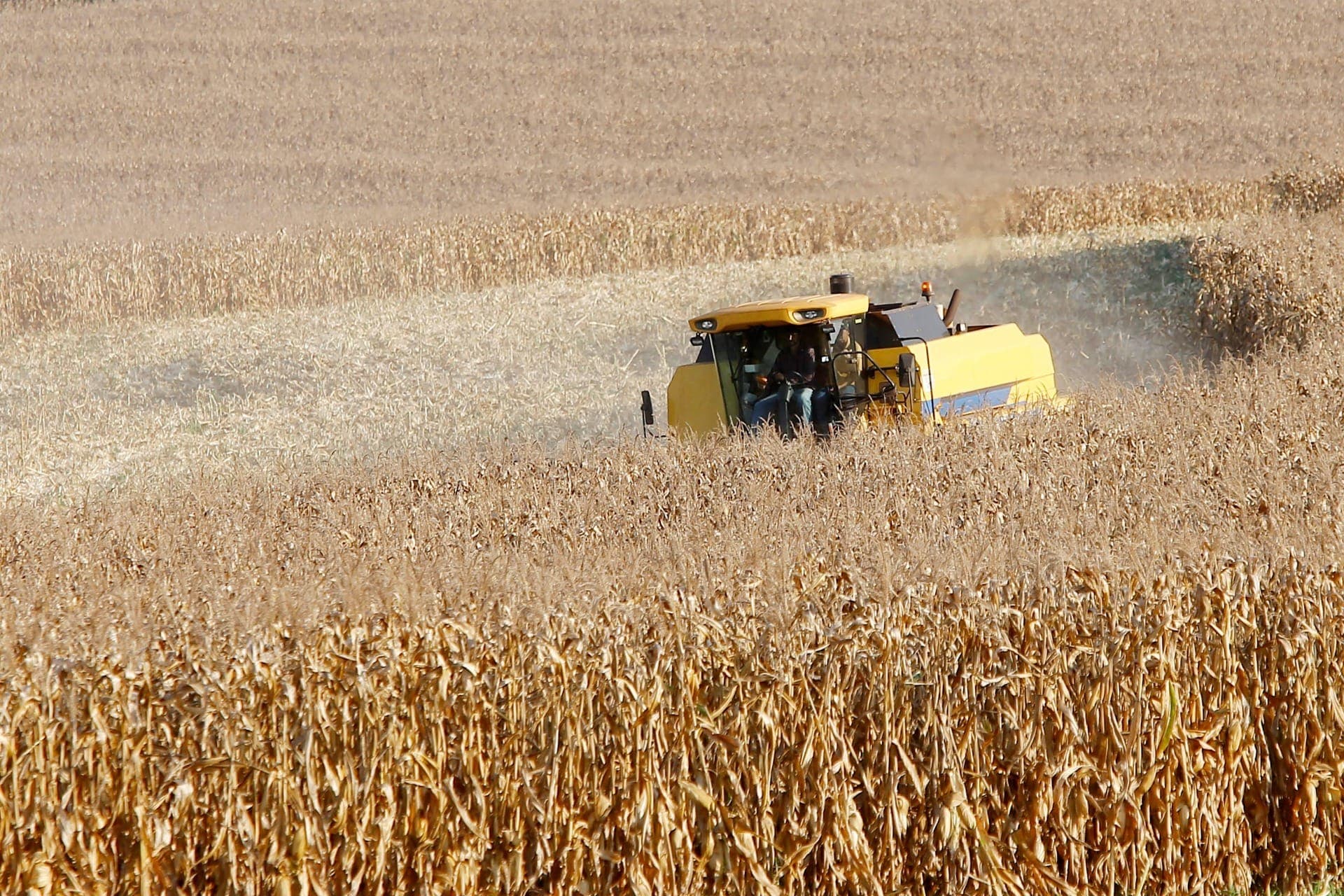 Deral aponta 2,9 milhões de hectares de milho segunda safra no Paraná, com 79% das lavouras em boas condições.