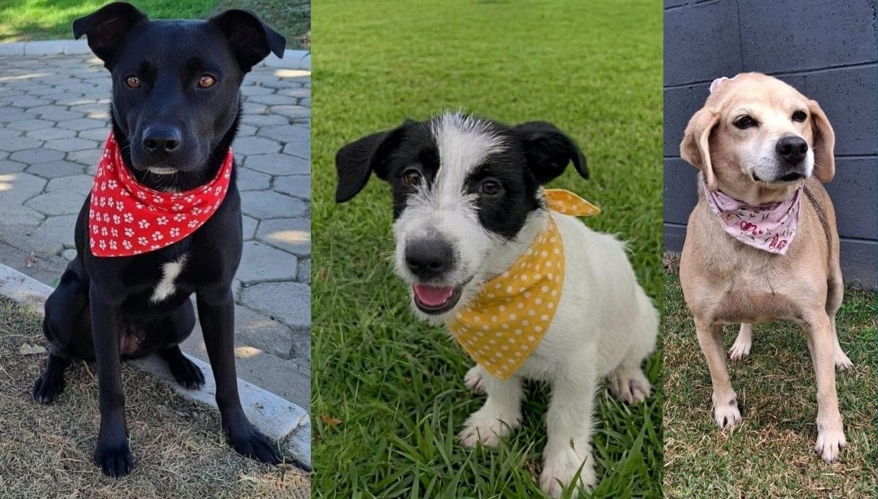 Animais são vacinados, castrados e microchipados