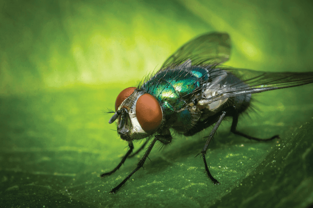USDA confirma dois casos de bezerros atacados por mosca-da-bicheira
