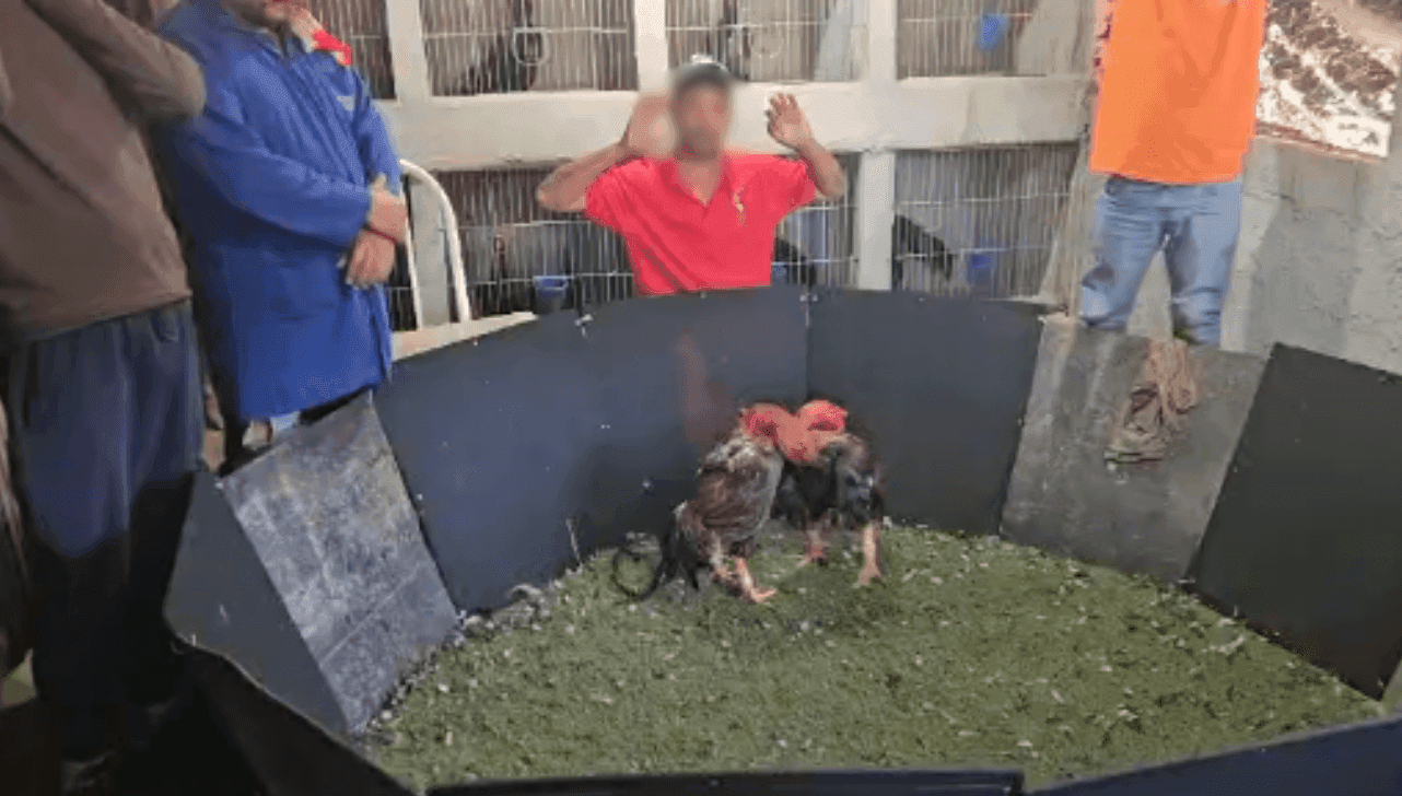 O grupo foi flagrado pelos agentes durante uma briga de galo