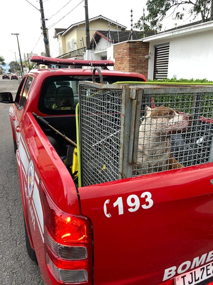 Bombeiros capturam cão de grande porte após ataque em Caraguatatuba