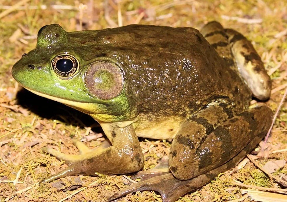 Rã-touro está assustando as pessoas com mugido de boi