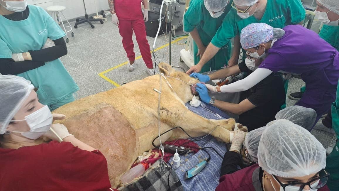 Com 189 quilos, leoa-branca Zâmbia passa por check-up completo e volta cheia de saúde para o Zoo de Curitiba