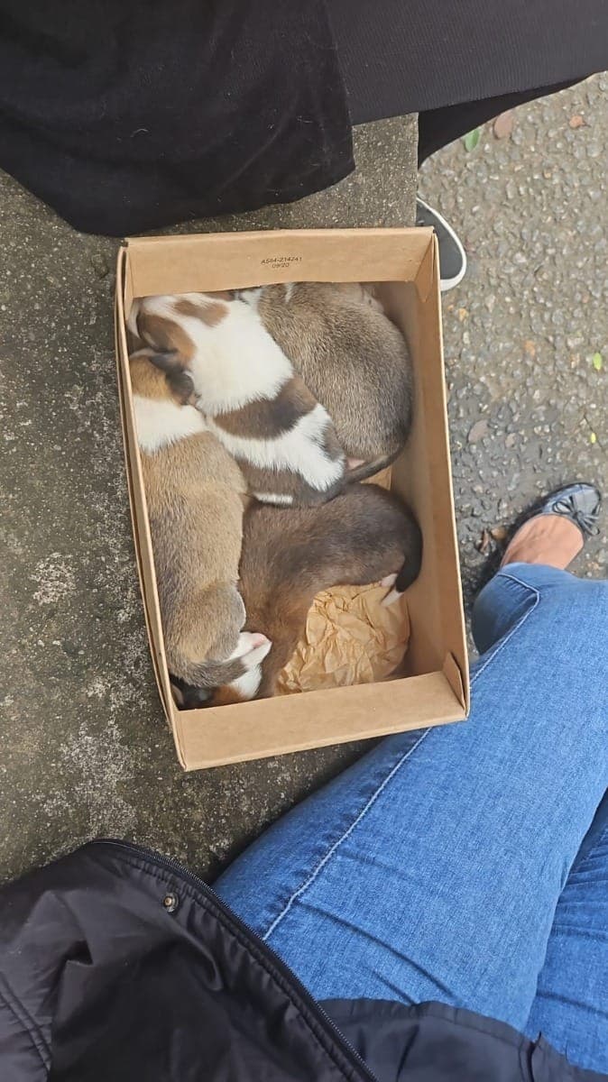 Secretaria resgata 92 animais abandonados em 10 dias