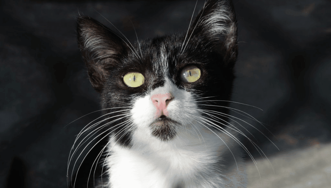 Procedimento inclui microchipagem dos animais