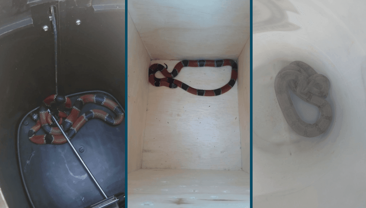 Após o resgate, as serpentes foram encaminhadas à Mata Ciliar para os procedimentos corretos
