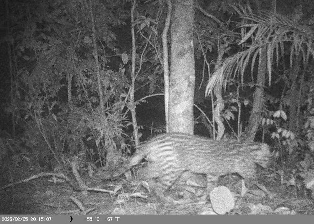Câmeras registram jaguatirica, onça-parda e irara em área natural de Barra do Piraí