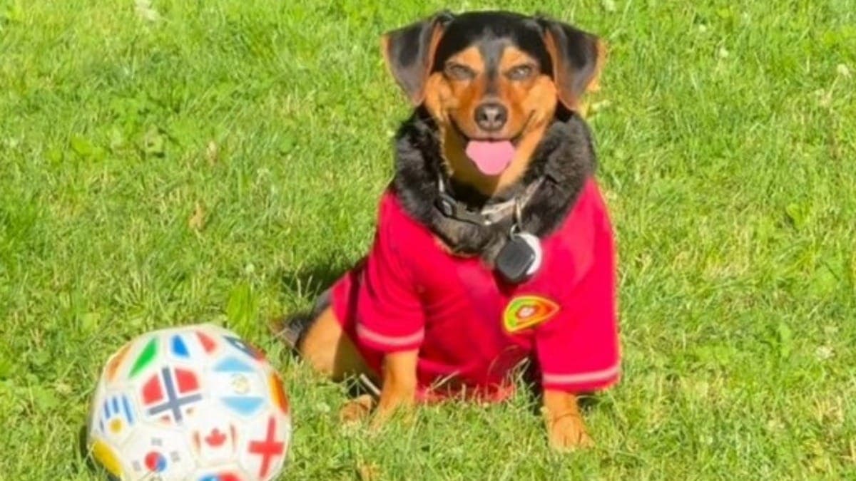Cãozinho Ronaldo faz sucesso nas redes