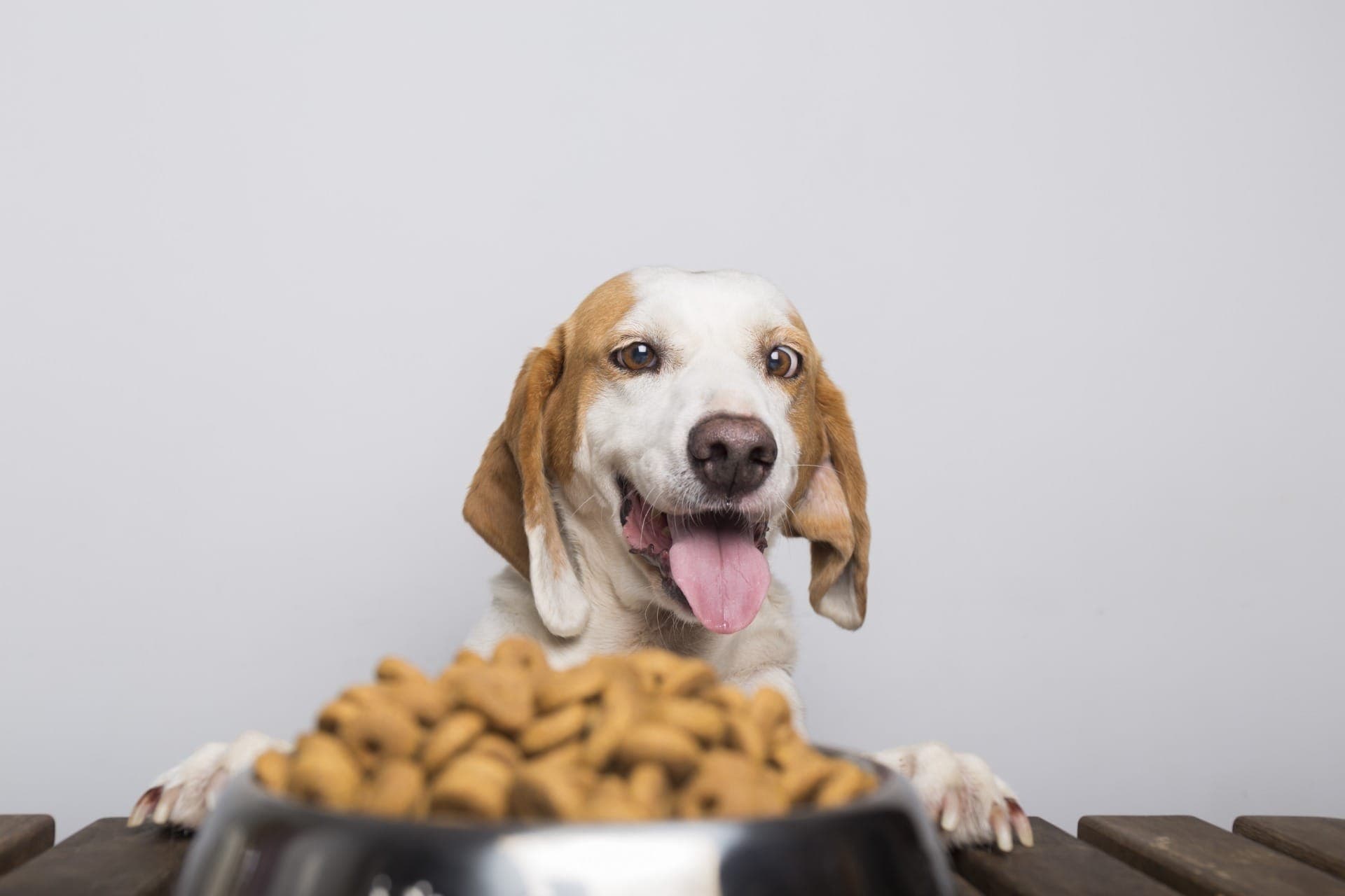 Apetite sem fim de pets nem sempre é fome