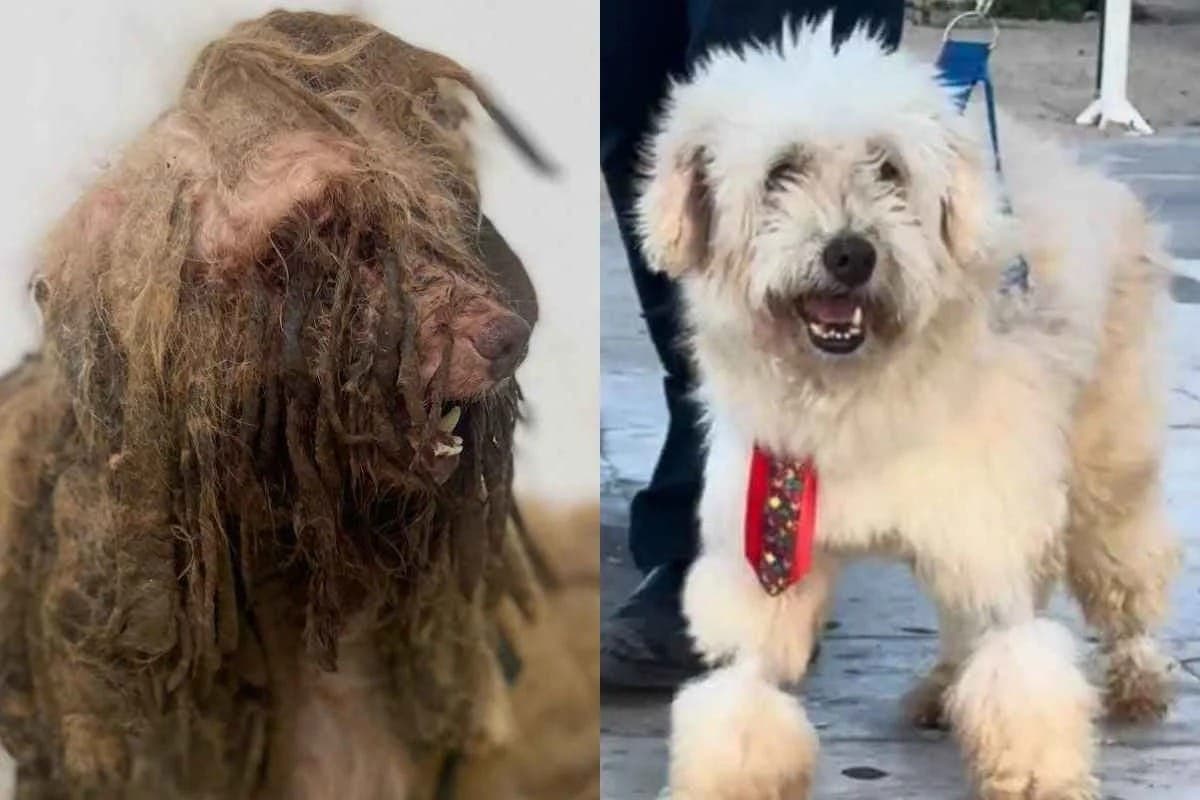 Cachorro Scooby antes e depois do resgate