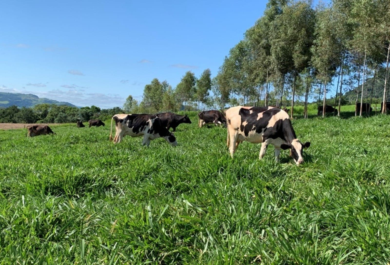Pastagens e galpão para aliviar o calor melhoram desempenho das vacas