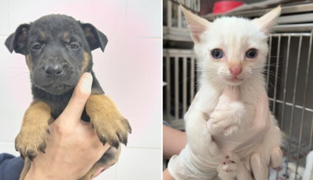 Taubaté realiza feira de adoção e microchipagem de pets nesta sexta (26)