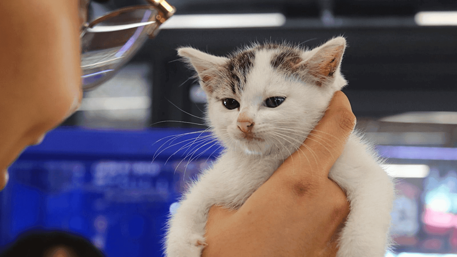 Ação da prefeitura de Marília disponibilizou 12 animais vacinados