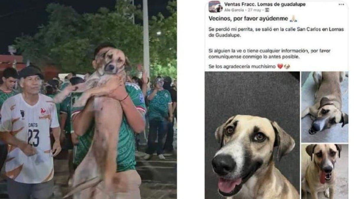 Cadelinha é encontrada após semanas desaparecida