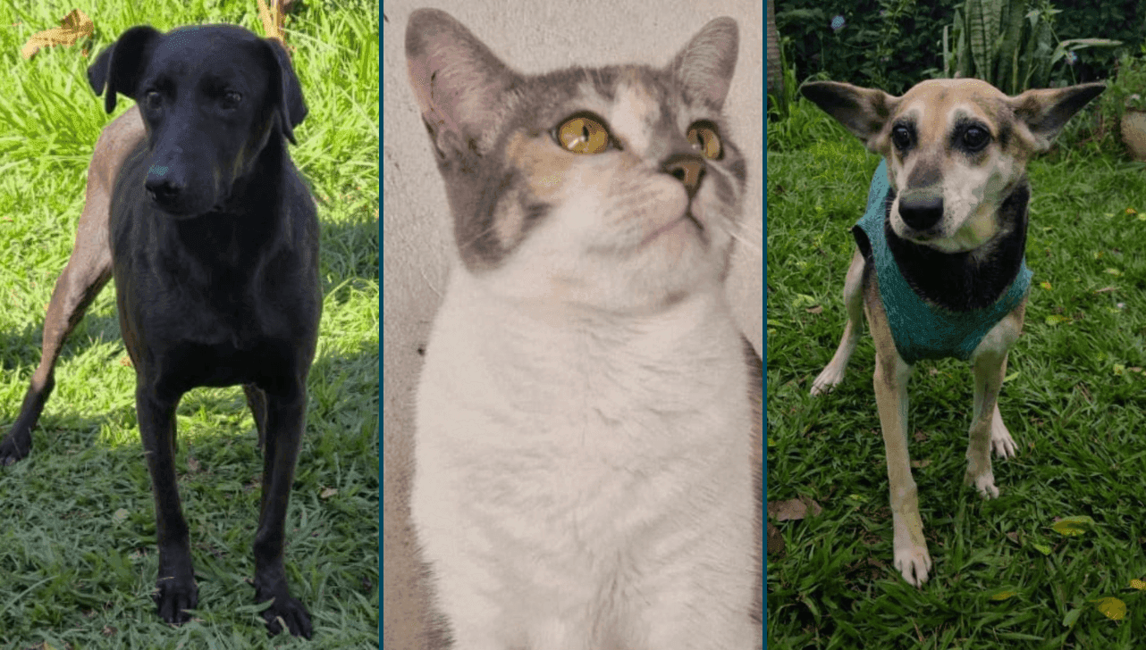 Osvaldo, Lis e Lia são alguns dos animais disponíveis para adoção