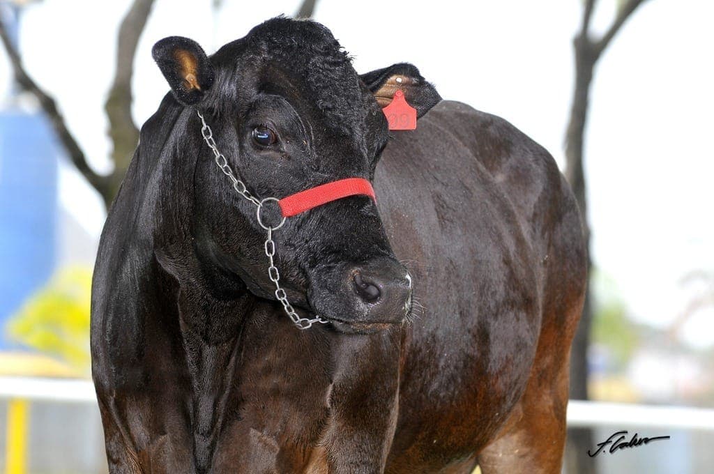 Wagyu tem a carne mais marmorizada entre as raças bovinas e por isso é tão cara