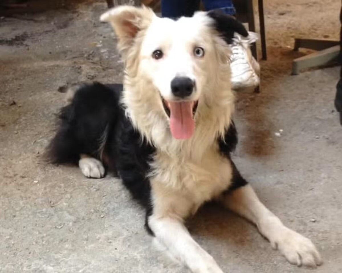 Cachorro Tsunami, resgatado em 2017, localizou 12 vítimas do terremoto