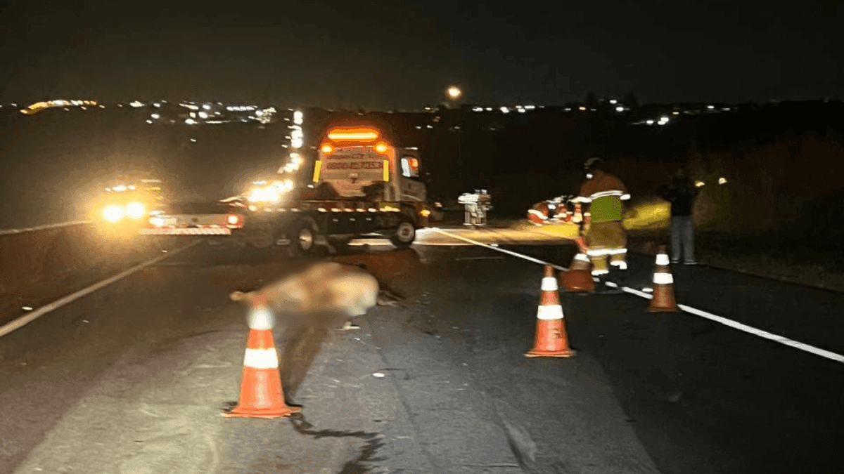 Motociclista morre após atropelar cavalo na Dutra em Pindamonhangaba