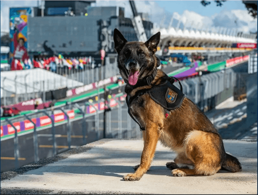 Cão Machi é aposentado da polícia de SP após seis anos