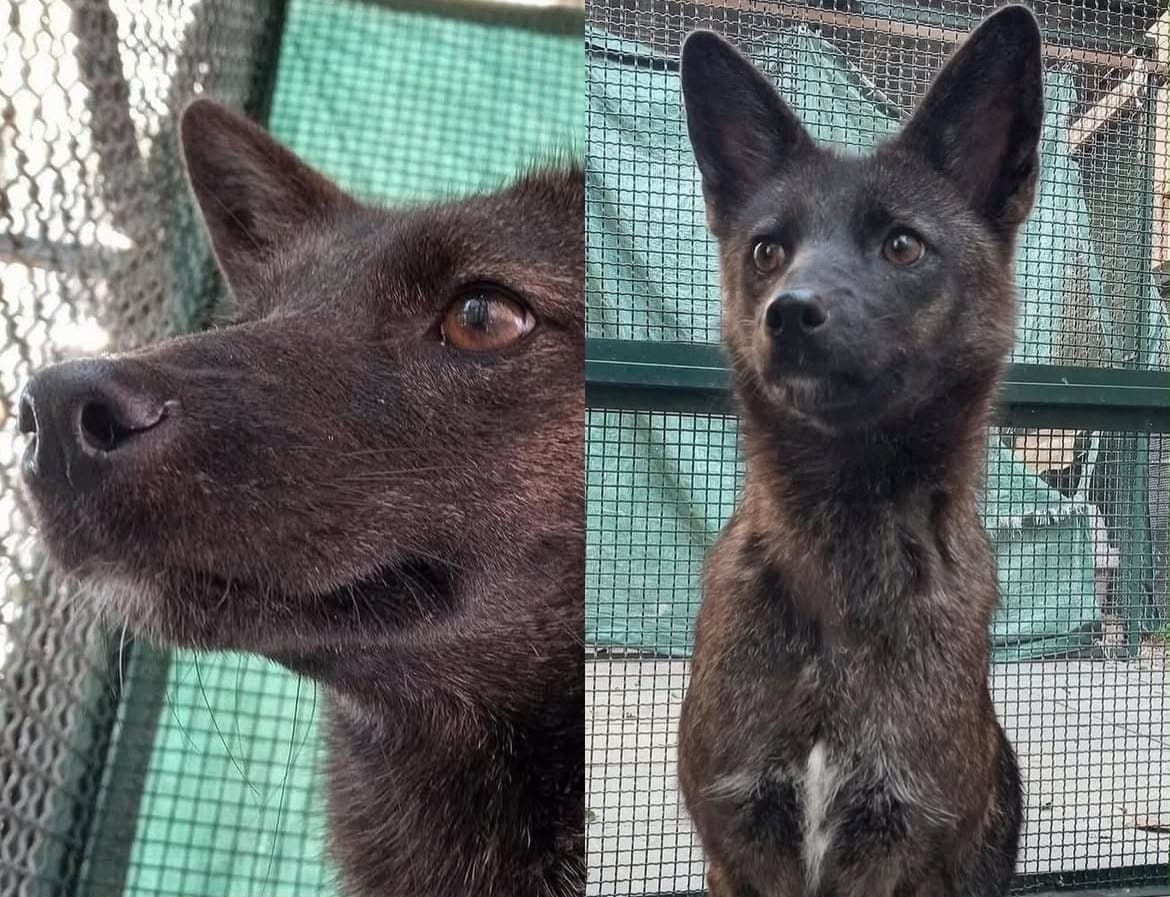Ciência comprova primeiro animal híbrido de cachorro e raposa no Brasil