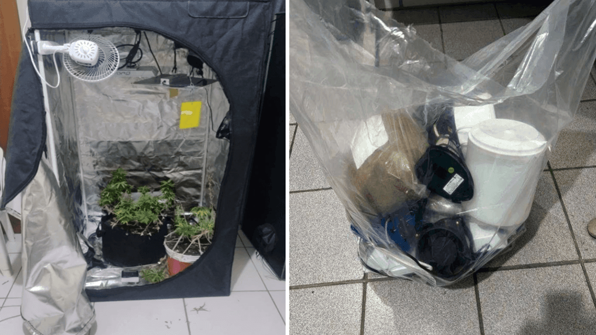 Jovem é preso com estufa de maconha dentro de casa em Potim