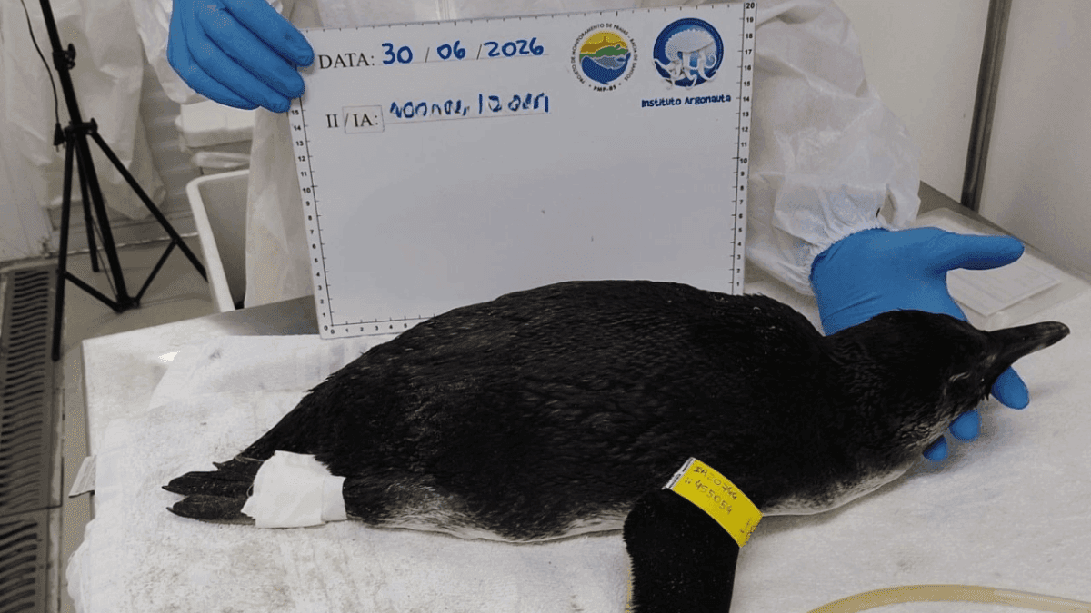 Pinguim-de-Magalhães é resgatado na Praia das Toninhas em Ubatuba