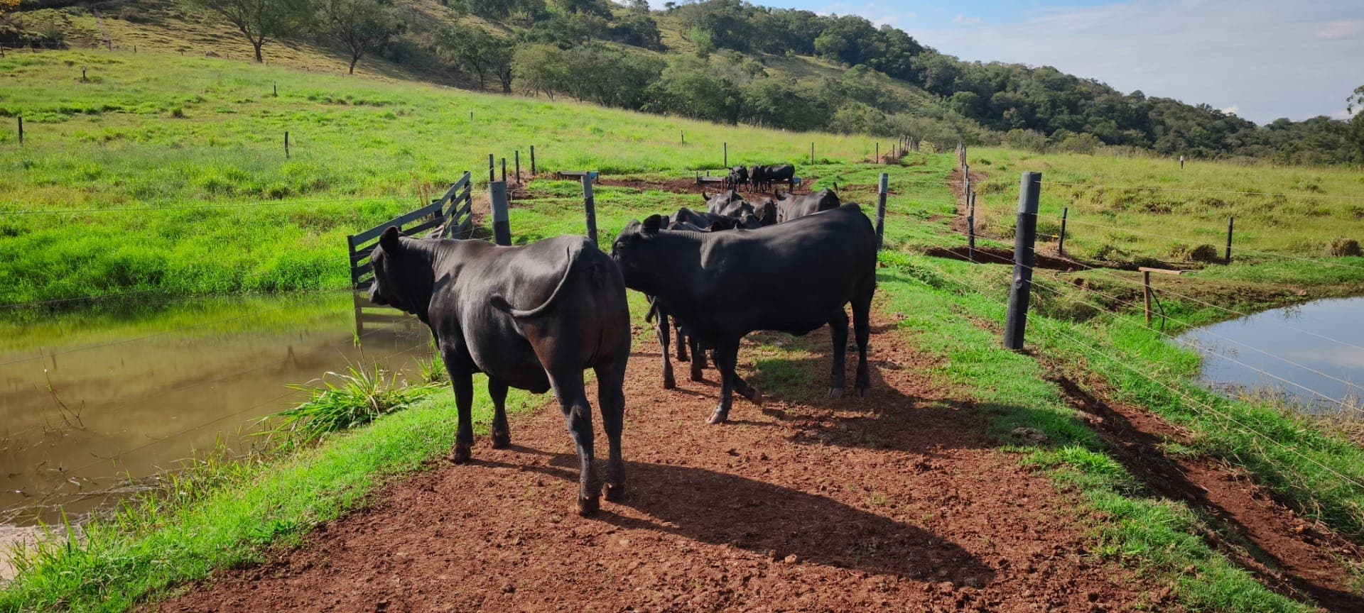Raça Senangus, cruzamento de Senepol e Angus