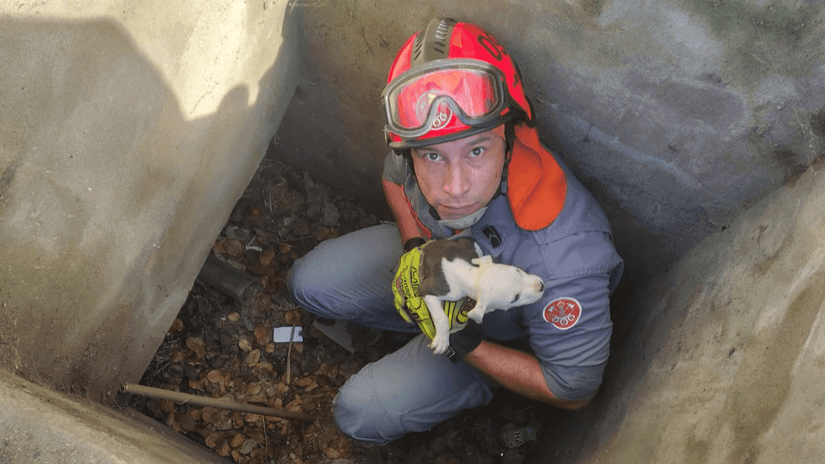 Filhote de cão desaparecido é resgatado de bueiro em Caraguatatuba