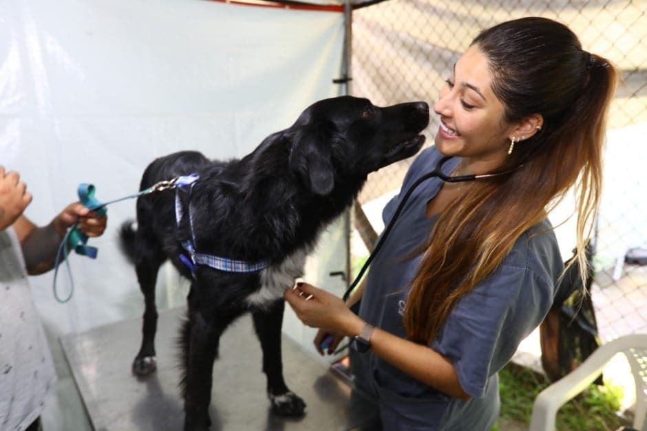 Inscrições para castração de pets começa amanhã (7) em SJCampos