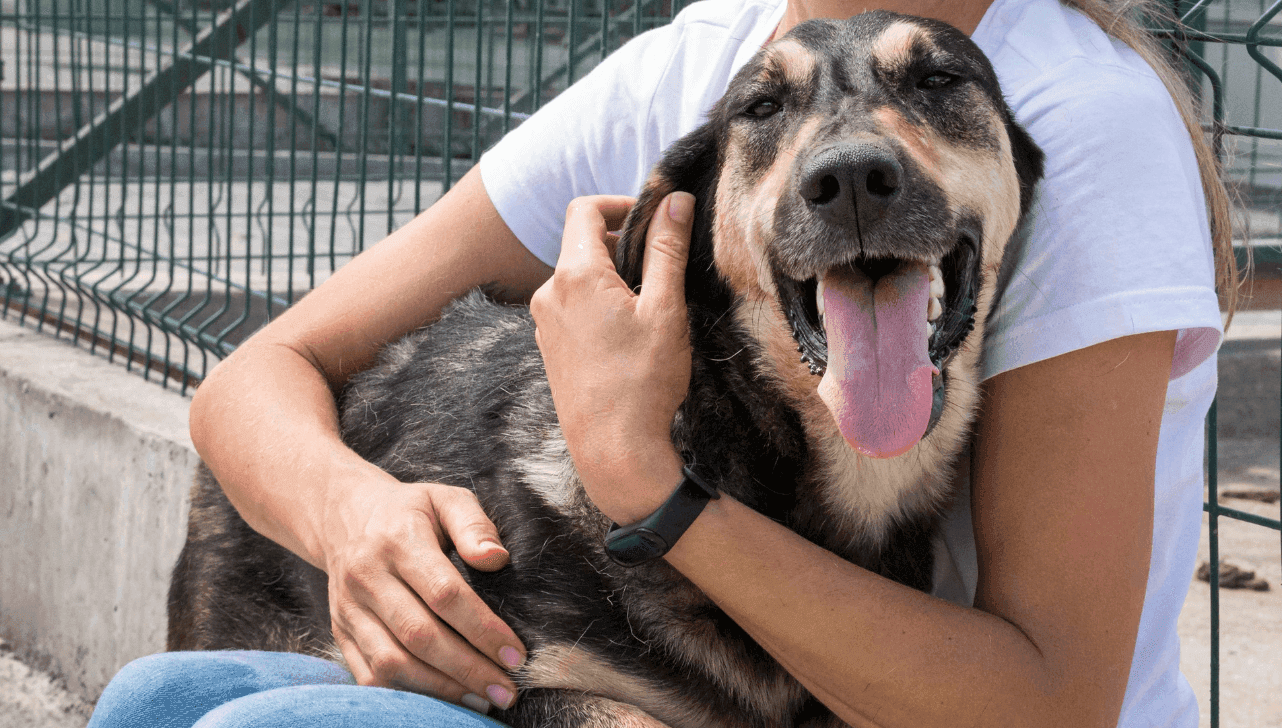 Interessados em adotar ou doar cães e gatos podem fazer cadastro pela internet