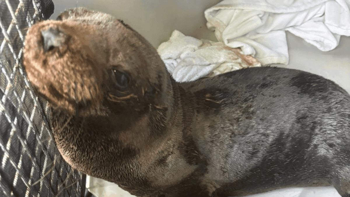 Lobo-marinho ferido é resgatado após dias de monitoramento em Ilhabela
