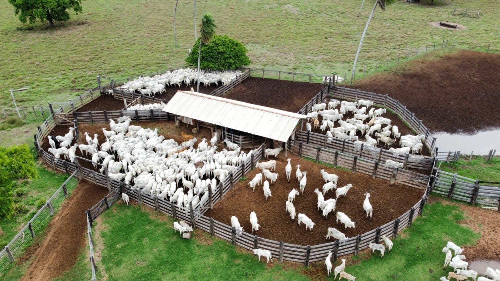 Mato Grosso abateu 3,65 milhões de bovinos em 6 meses